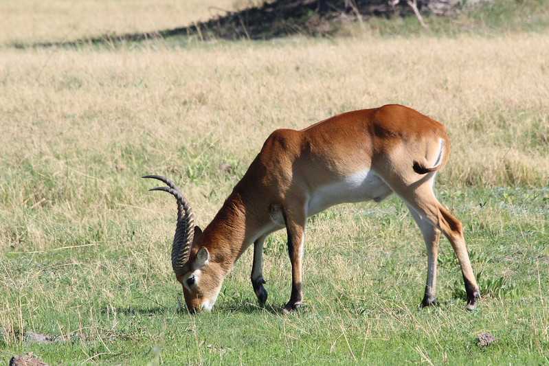 Южно-африканские приключения часть 2 20000 км (Намибия, Ботсвана, Замбия, Малави, Мозамбик) октябрь-декабрь 2025