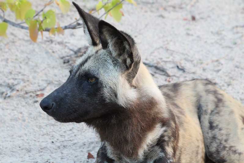 Южно-африканские приключения часть 2 20000 км (Намибия, Ботсвана, Замбия, Малави, Мозамбик) октябрь-декабрь 2025