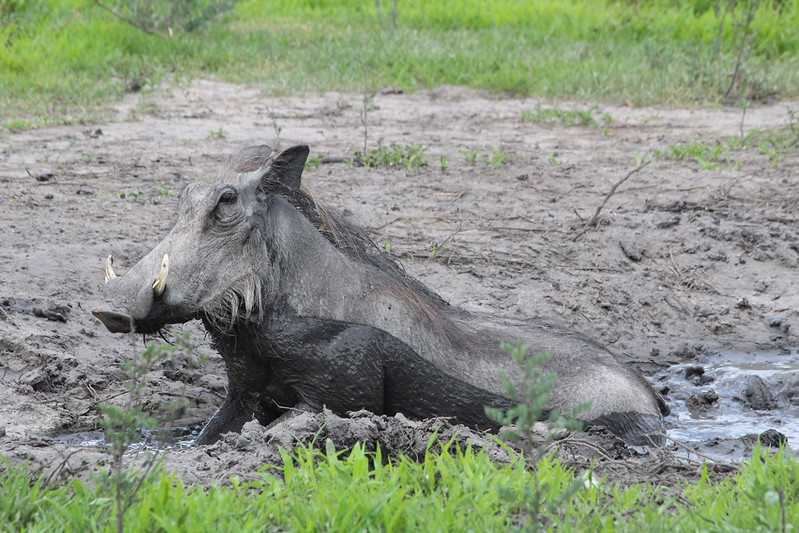 Южно-африканские приключения часть 2 20000 км (Намибия, Ботсвана, Замбия, Малави, Мозамбик) октябрь-декабрь 2025