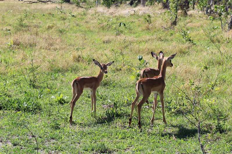 Южно-африканские приключения часть 2 20000 км (Намибия, Ботсвана, Замбия, Малави, Мозамбик) октябрь-декабрь 2025