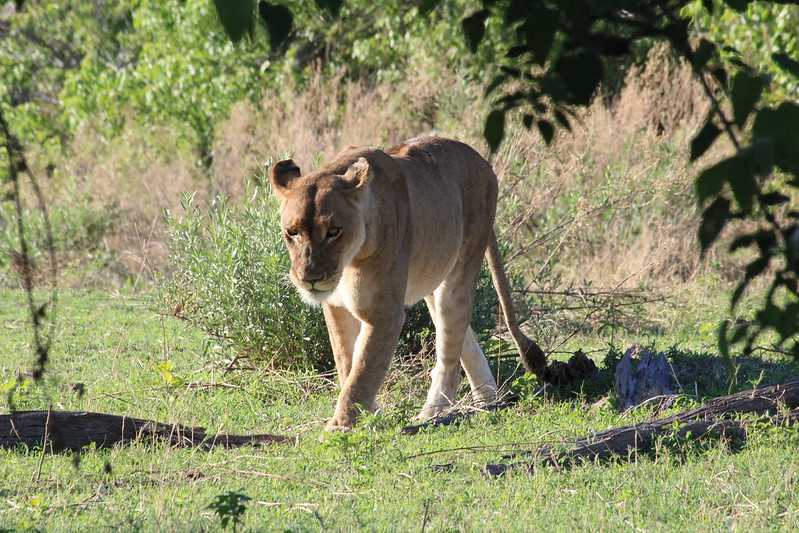 Южно-африканские приключения часть 2 20000 км (Намибия, Ботсвана, Замбия, Малави, Мозамбик) октябрь-декабрь 2025