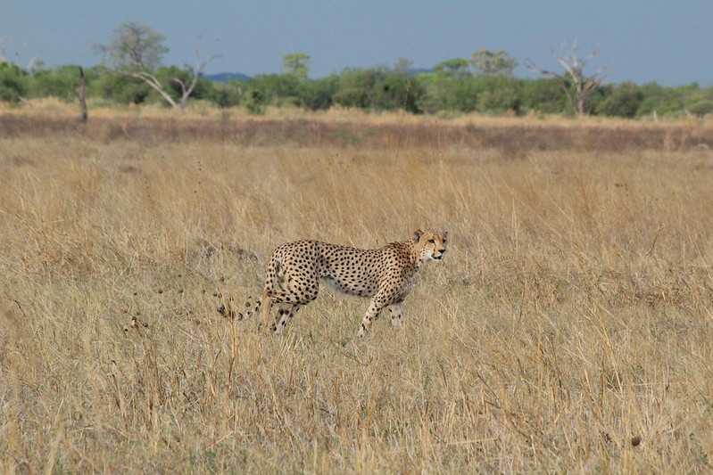 Южно-африканские приключения часть 2 20000 км (Намибия, Ботсвана, Замбия, Малави, Мозамбик) октябрь-декабрь 2025