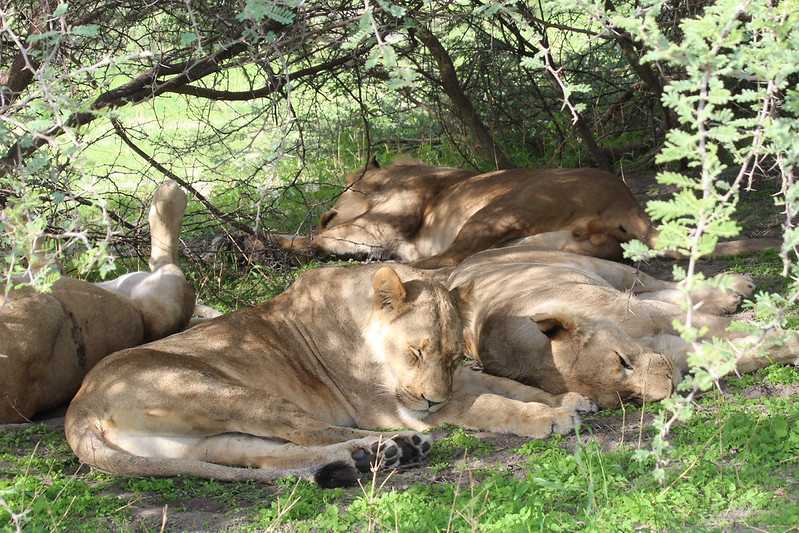 Южно-африканские приключения часть 2 20000 км (Намибия, Ботсвана, Замбия, Малави, Мозамбик) октябрь-декабрь 2025