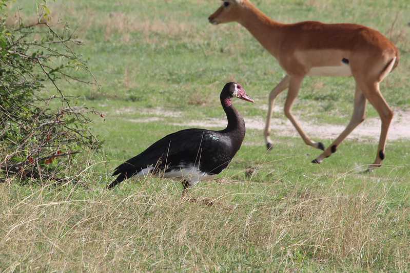 Южно-африканские приключения часть 2 20000 км (Намибия, Ботсвана, Замбия, Малави, Мозамбик) октябрь-декабрь 2025