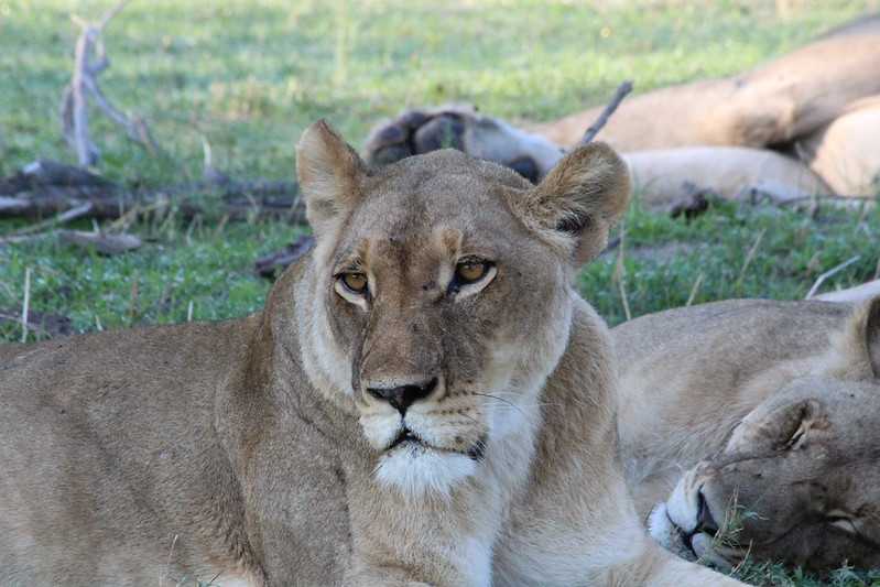 Южно-африканские приключения часть 2 20000 км (Намибия, Ботсвана, Замбия, Малави, Мозамбик) октябрь-декабрь 2025