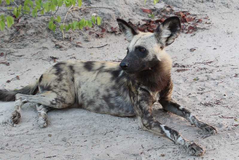 Южно-африканские приключения часть 2 20000 км (Намибия, Ботсвана, Замбия, Малави, Мозамбик) октябрь-декабрь 2025