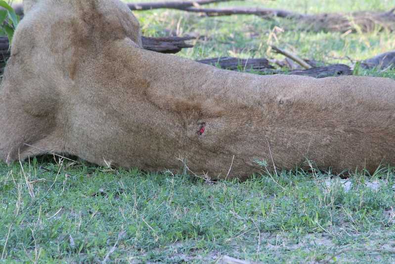 Южно-африканские приключения часть 2 20000 км (Намибия, Ботсвана, Замбия, Малави, Мозамбик) октябрь-декабрь 2025