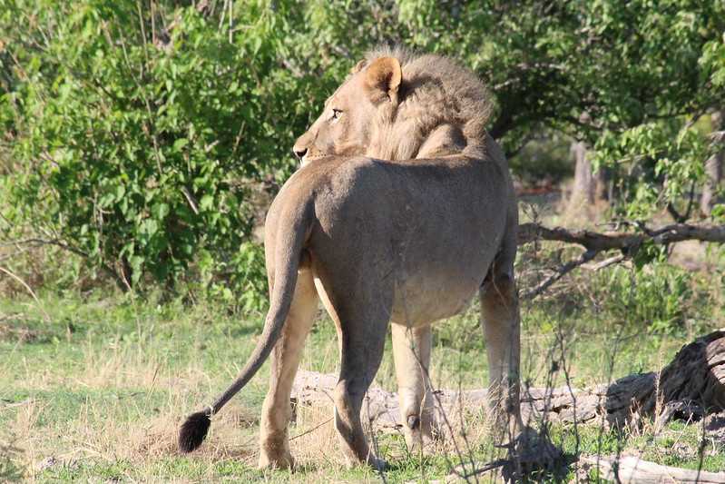 Южно-африканские приключения часть 2 20000 км (Намибия, Ботсвана, Замбия, Малави, Мозамбик) октябрь-декабрь 2025