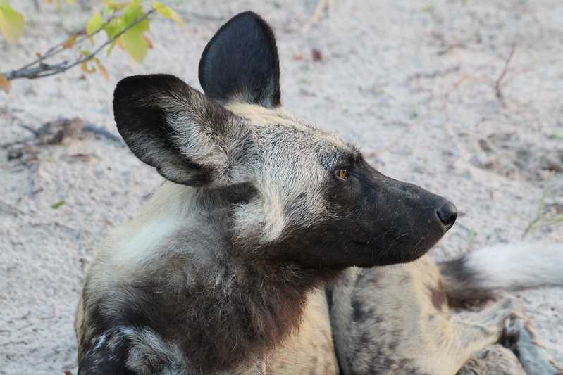 Южно-африканские приключения часть 2 20000 км (Намибия, Ботсвана, Замбия, Малави, Мозамбик) октябрь-декабрь 2025