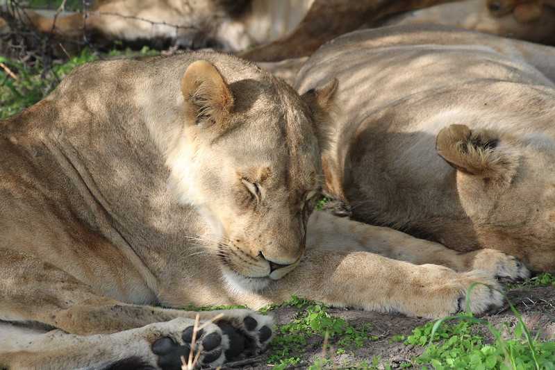 Южно-африканские приключения часть 2 20000 км (Намибия, Ботсвана, Замбия, Малави, Мозамбик) октябрь-декабрь 2025