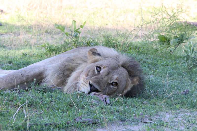 Южно-африканские приключения часть 2 20000 км (Намибия, Ботсвана, Замбия, Малави, Мозамбик) октябрь-декабрь 2025