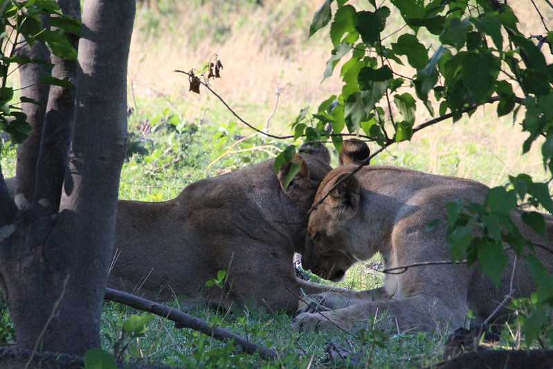 Южно-африканские приключения часть 2 20000 км (Намибия, Ботсвана, Замбия, Малави, Мозамбик) октябрь-декабрь 2025