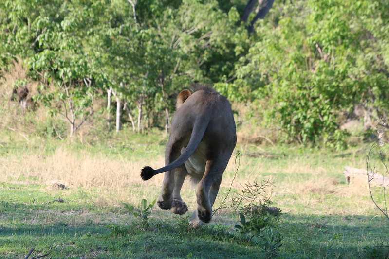 Южно-африканские приключения часть 2 20000 км (Намибия, Ботсвана, Замбия, Малави, Мозамбик) октябрь-декабрь 2025