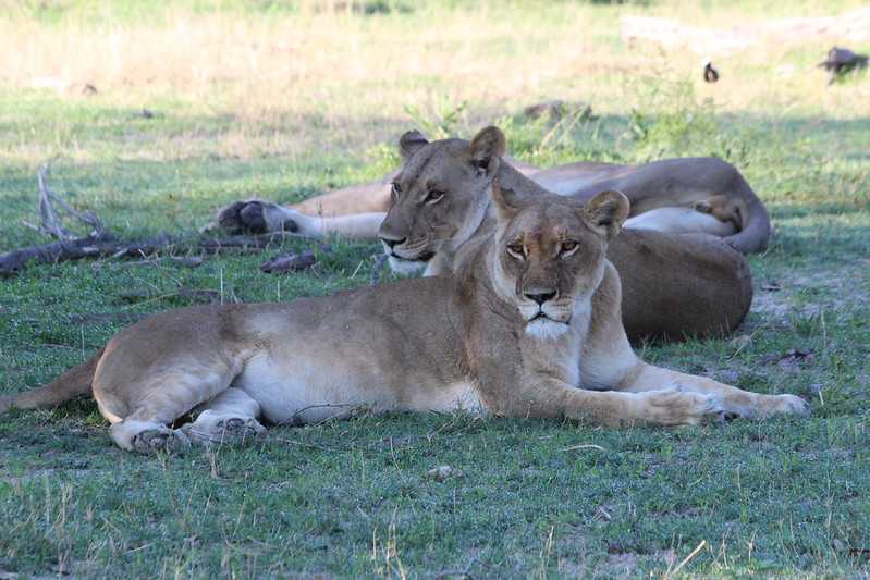 Южно-африканские приключения часть 2 20000 км (Намибия, Ботсвана, Замбия, Малави, Мозамбик) октябрь-декабрь 2025