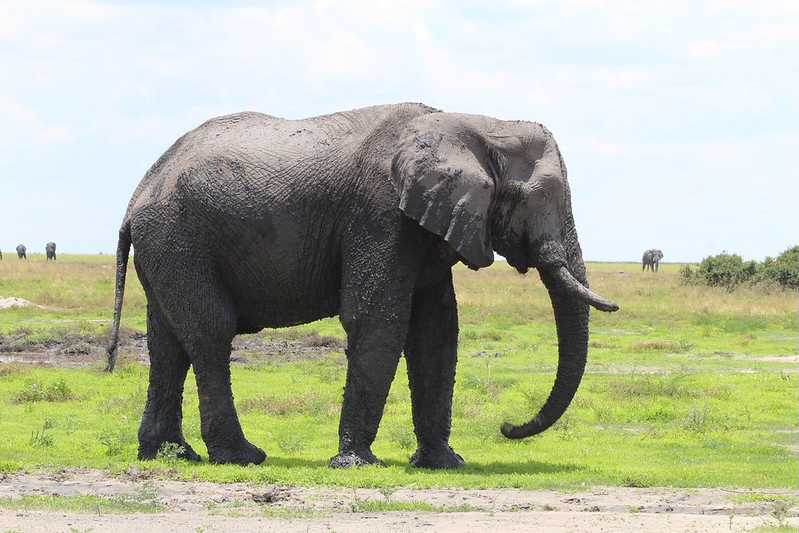 Южно-африканские приключения часть 2 20000 км (Намибия, Ботсвана, Замбия, Малави, Мозамбик) октябрь-декабрь 2025