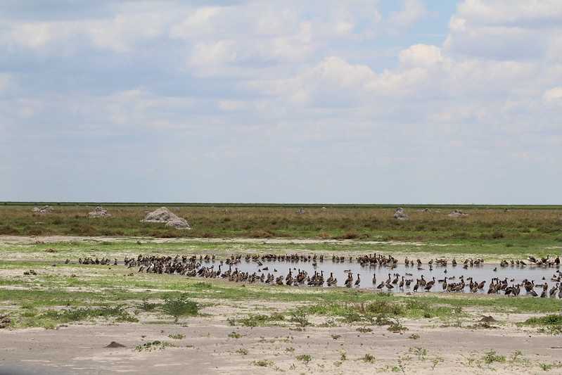 Южно-африканские приключения часть 2 20000 км (Намибия, Ботсвана, Замбия, Малави, Мозамбик) октябрь-декабрь 2025