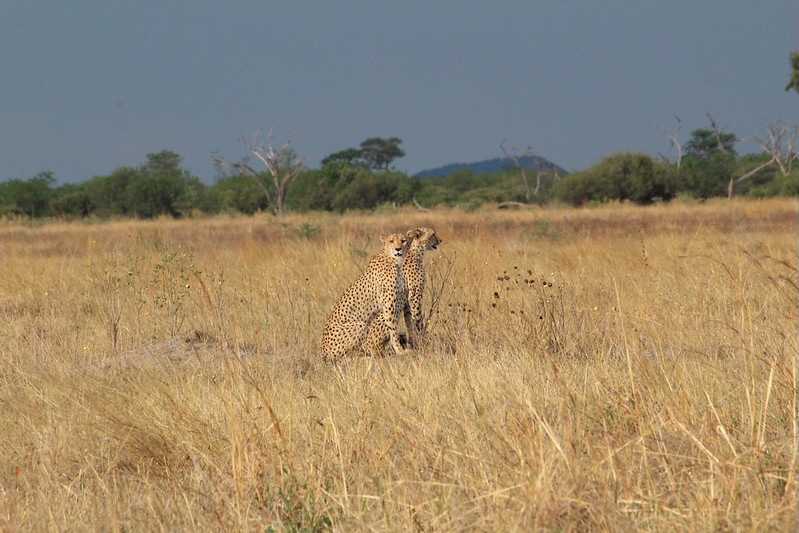 Южно-африканские приключения часть 2 20000 км (Намибия, Ботсвана, Замбия, Малави, Мозамбик) октябрь-декабрь 2025