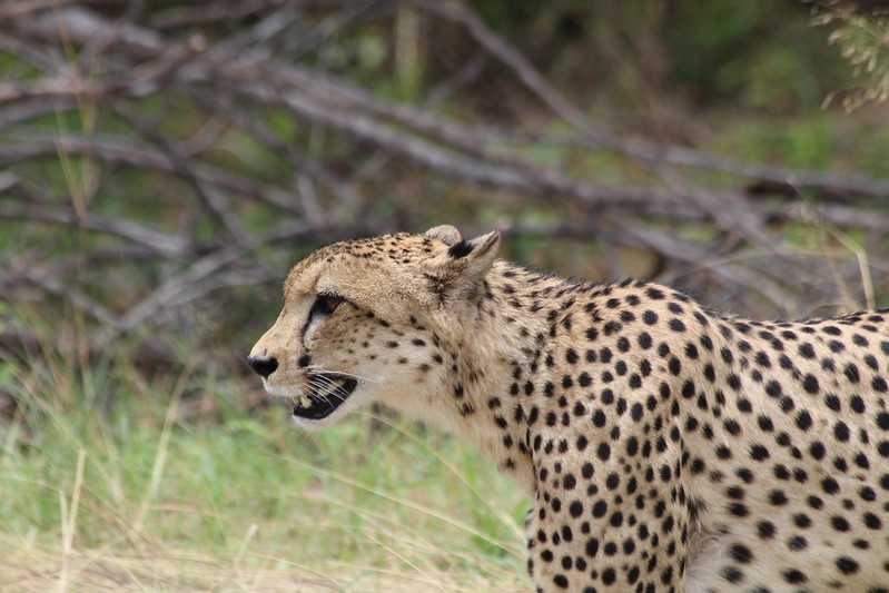 Южно-африканские приключения часть 2 20000 км (Намибия, Ботсвана, Замбия, Малави, Мозамбик) октябрь-декабрь 2025