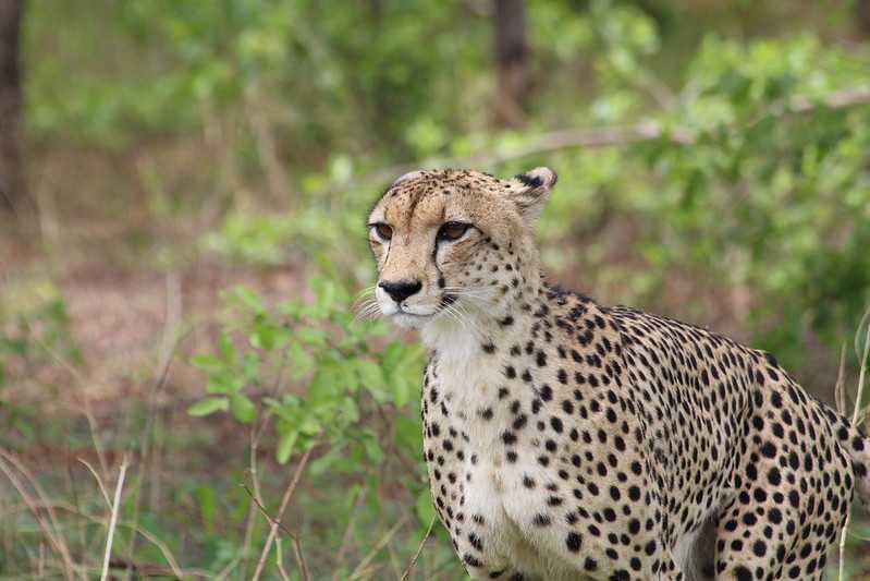 Южно-африканские приключения часть 2 20000 км (Намибия, Ботсвана, Замбия, Малави, Мозамбик) октябрь-декабрь 2025