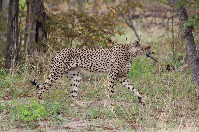 Южно-африканские приключения часть 2 20000 км (Намибия, Ботсвана, Замбия, Малави, Мозамбик) октябрь-декабрь 2025