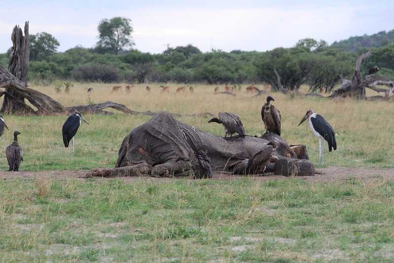 Южно-африканские приключения часть 2 20000 км (Намибия, Ботсвана, Замбия, Малави, Мозамбик) октябрь-декабрь 2025