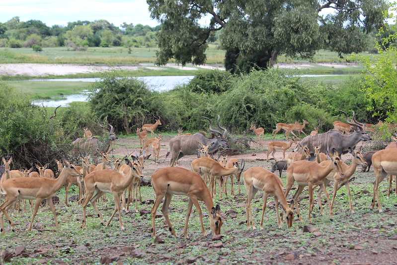 Южно-африканские приключения часть 2 20000 км (Намибия, Ботсвана, Замбия, Малави, Мозамбик) октябрь-декабрь 2025