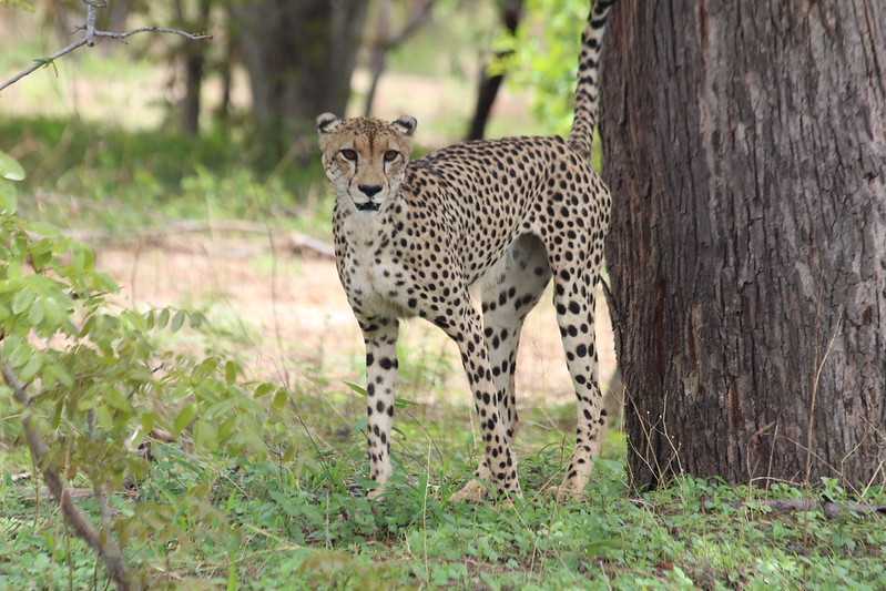 Южно-африканские приключения часть 2 20000 км (Намибия, Ботсвана, Замбия, Малави, Мозамбик) октябрь-декабрь 2025