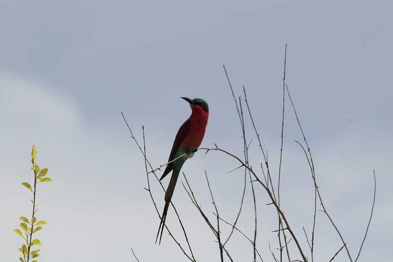 Южно-африканские приключения часть 2 20000 км (Намибия, Ботсвана, Замбия, Малави, Мозамбик) октябрь-декабрь 2025