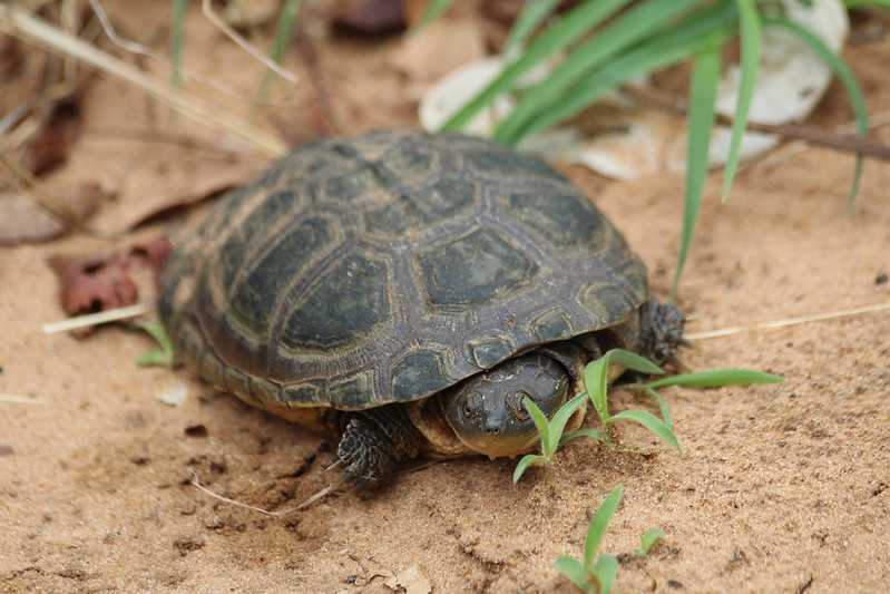 Южно-африканские приключения часть 2 20000 км (Намибия, Ботсвана, Замбия, Малави, Мозамбик) октябрь-декабрь 2025