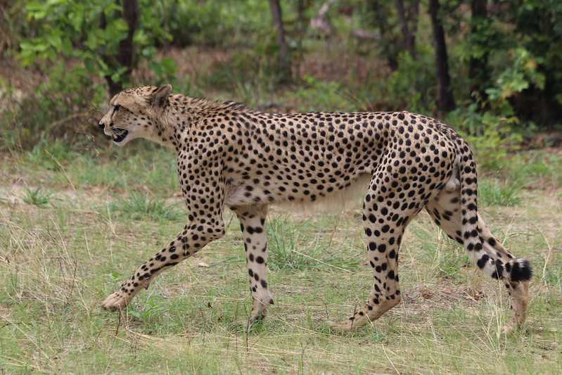 Южно-африканские приключения часть 2 20000 км (Намибия, Ботсвана, Замбия, Малави, Мозамбик) октябрь-декабрь 2025