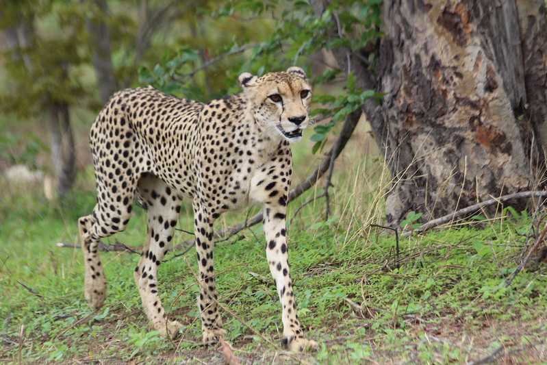 Южно-африканские приключения часть 2 20000 км (Намибия, Ботсвана, Замбия, Малави, Мозамбик) октябрь-декабрь 2025