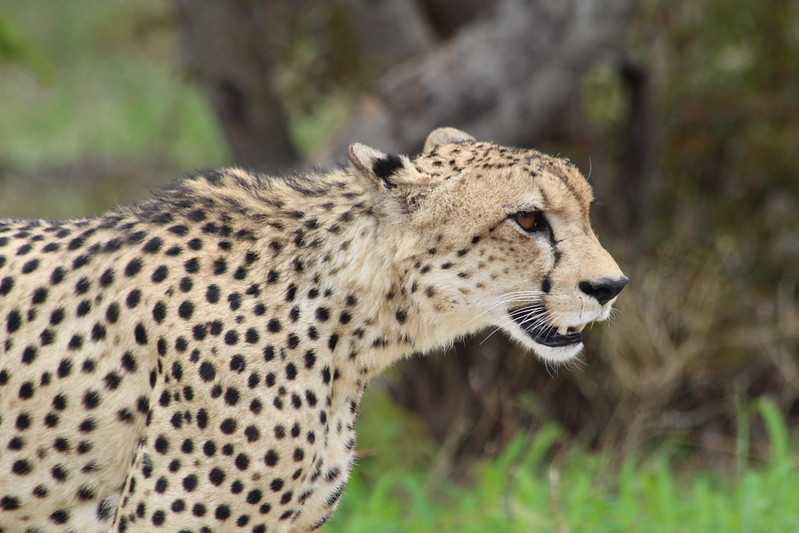 Южно-африканские приключения часть 2 20000 км (Намибия, Ботсвана, Замбия, Малави, Мозамбик) октябрь-декабрь 2025