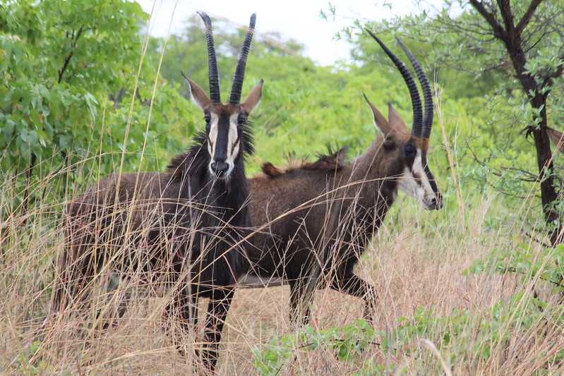Южно-африканские приключения часть 2 20000 км (Намибия, Ботсвана, Замбия, Малави, Мозамбик) октябрь-декабрь 2025