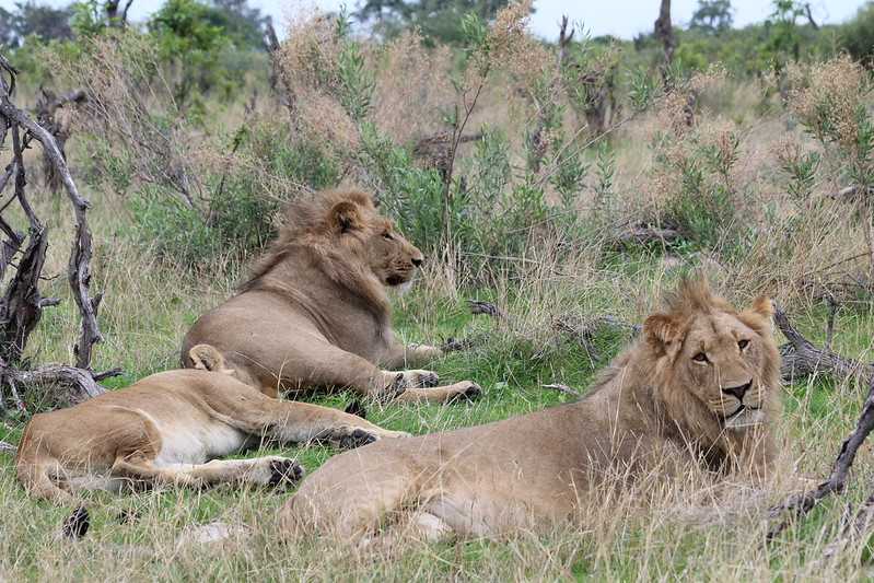 Южно-африканские приключения часть 2 20000 км (Намибия, Ботсвана, Замбия, Малави, Мозамбик) октябрь-декабрь 2025