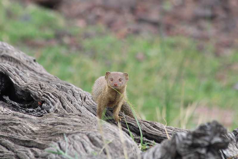 Южно-африканские приключения часть 2 20000 км (Намибия, Ботсвана, Замбия, Малави, Мозамбик) октябрь-декабрь 2025