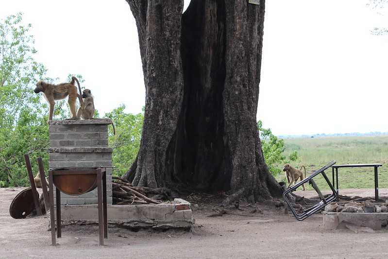 Южно-африканские приключения часть 2 20000 км (Намибия, Ботсвана, Замбия, Малави, Мозамбик) октябрь-декабрь 2025