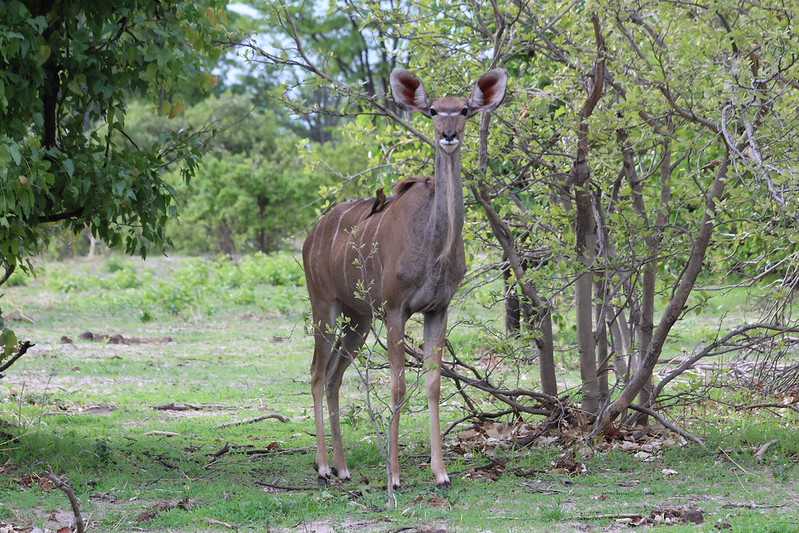 Южно-африканские приключения часть 2 20000 км (Намибия, Ботсвана, Замбия, Малави, Мозамбик) октябрь-декабрь 2025