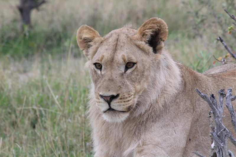 Южно-африканские приключения часть 2 20000 км (Намибия, Ботсвана, Замбия, Малави, Мозамбик) октябрь-декабрь 2025