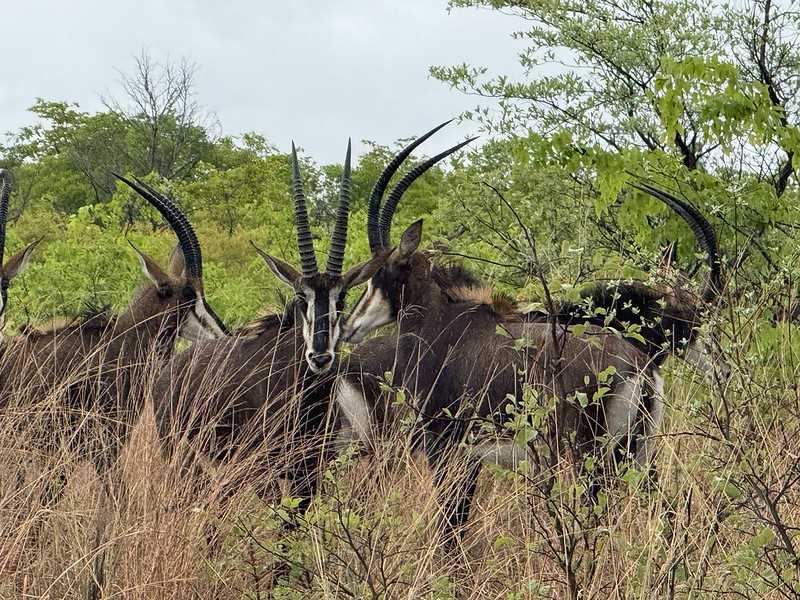 Южно-африканские приключения часть 2 20000 км (Намибия, Ботсвана, Замбия, Малави, Мозамбик) октябрь-декабрь 2025