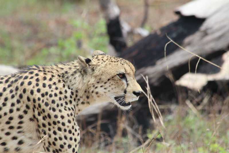 Южно-африканские приключения часть 2 20000 км (Намибия, Ботсвана, Замбия, Малави, Мозамбик) октябрь-декабрь 2025