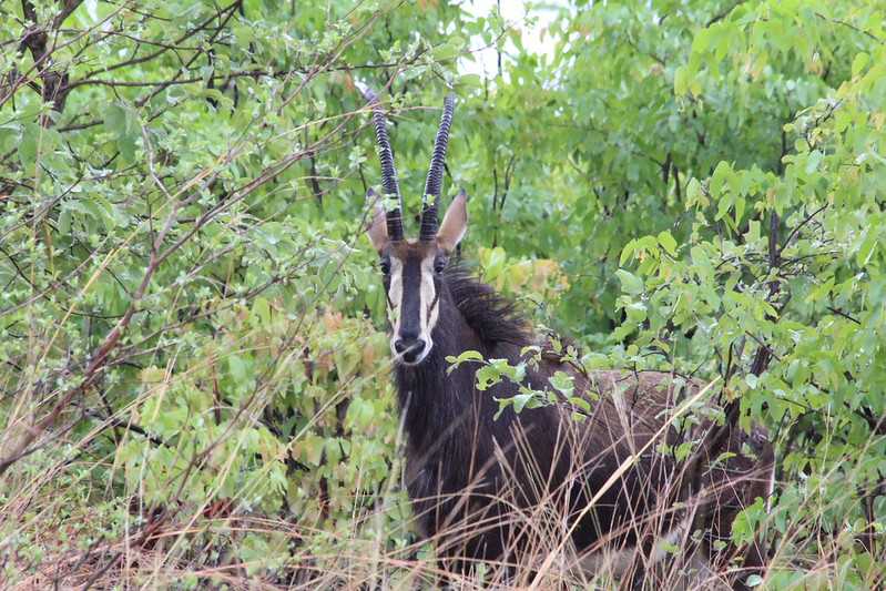 Южно-африканские приключения часть 2 20000 км (Намибия, Ботсвана, Замбия, Малави, Мозамбик) октябрь-декабрь 2025