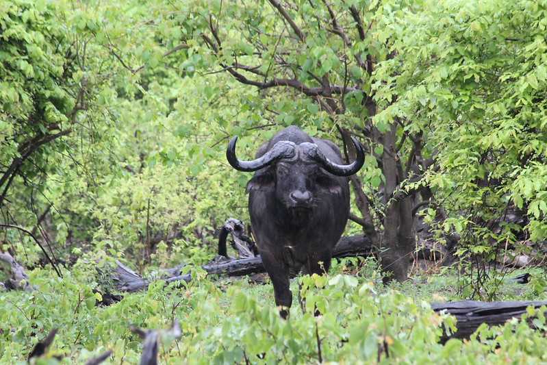 Южно-африканские приключения часть 2 20000 км (Намибия, Ботсвана, Замбия, Малави, Мозамбик) октябрь-декабрь 2025