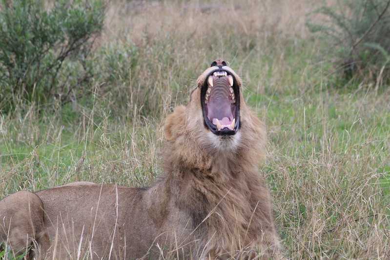 Южно-африканские приключения часть 2 20000 км (Намибия, Ботсвана, Замбия, Малави, Мозамбик) октябрь-декабрь 2025