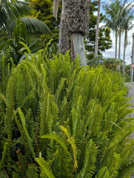 Новая Зеландия во второй раз на машине (21 день  - 2 острова) . Новогодние праздники