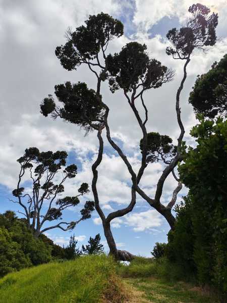 Новая Зеландия во второй раз на машине (21 день  - 2 острова) . Новогодние праздники