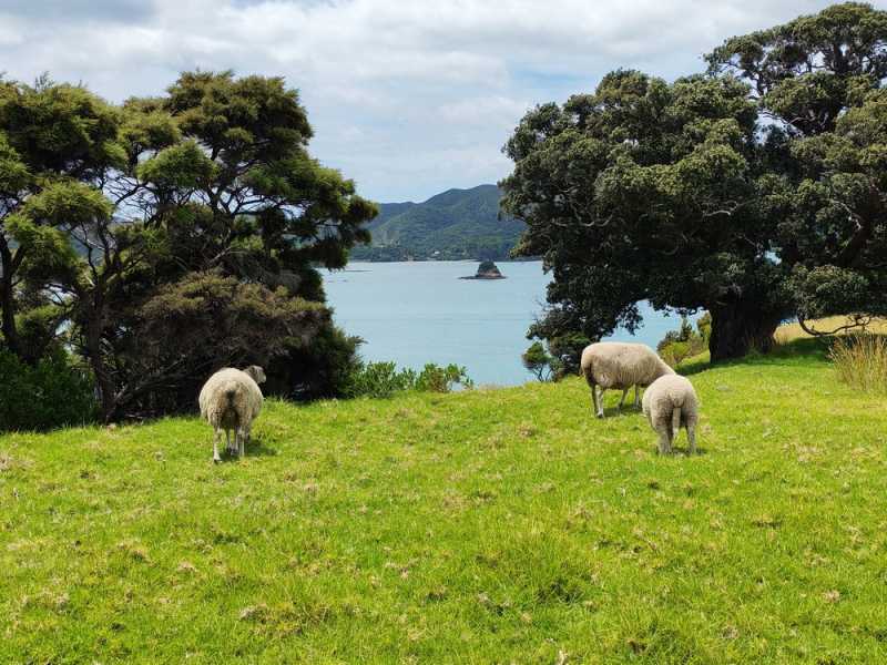 Новая Зеландия во второй раз на машине (21 день  - 2 острова) . Новогодние праздники