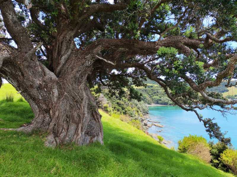 Новая Зеландия во второй раз на машине (21 день  - 2 острова) . Новогодние праздники
