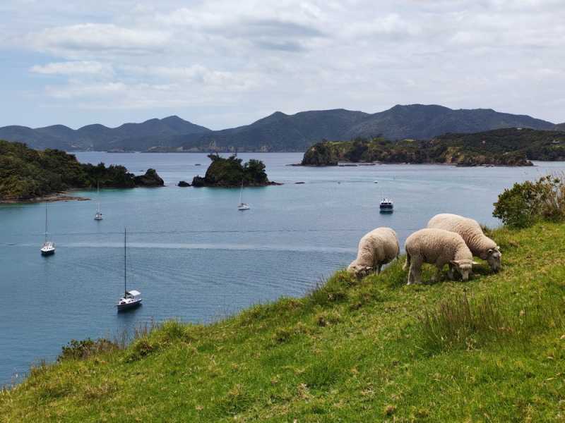 Новая Зеландия во второй раз на машине (21 день  - 2 острова) . Новогодние праздники
