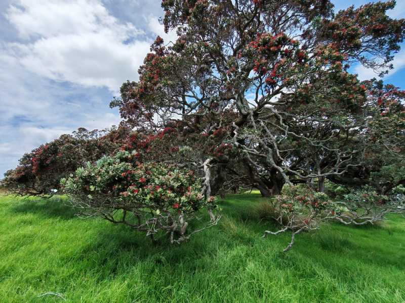Новая Зеландия во второй раз на машине (21 день  - 2 острова) . Новогодние праздники