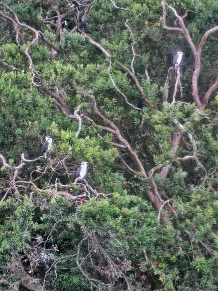 Новая Зеландия во второй раз на машине (21 день  - 2 острова) . Новогодние праздники
